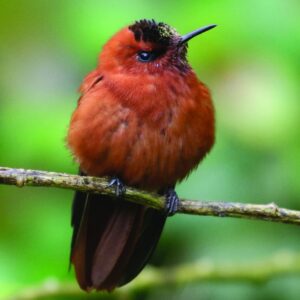 Neotropical Birding 22 Spring 2018